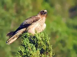 Dværgørn (Hieraaetus pennatus)