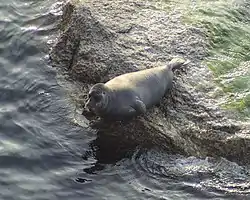Bajkalsælen også kaldet nerpaen. Juli 2005.Foto: Uryah