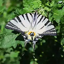 Sydeuropæisk svalehale  Iphiclides podalirius