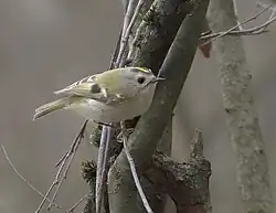 Fuglekonge Regulus regulus