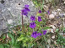 (Pinguicula grandiflora)