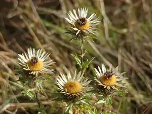 Bakketidsel (Carlina vulgaris)
