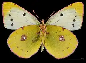 Colias croceus f. helice ♀  △