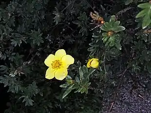 Almindelig Buskpotentil (Dasiphora fruticosa).