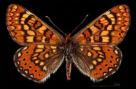 Euphydryas aurinia beckeri ♀