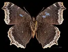 Forma aberrante Ex larva  ♂  △