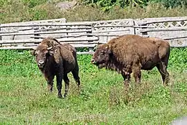 Europæisk bison i Hațeg naturereservat