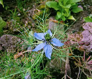 Jomfru i det grønne (Nigella damascena) Foto: Wildfeuer