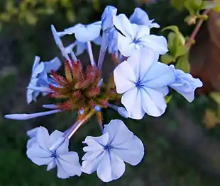 Blå Blyrod (Plumbago auriculata).Foto: Wildfeuer