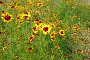 Farve-Skønhedsøje (Coreopsis tinctoria)