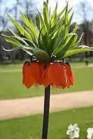 Kejserkrone Fritillaria imperialis