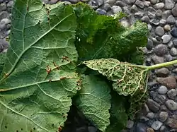 Puccinia malvacearum