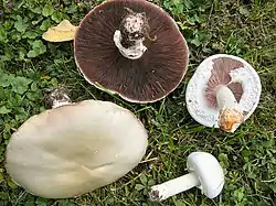 Ager-champignon (Agaricus arvensis)