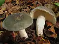 Broget skørhat (Russula cyanoxantha) (klassen Agaricomycetes); lamelsvamp der danner mykorrhiza med bøg.