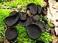 Sortbæger (Pseudoplectania nigrella). Et eksempel på frugtlegemet af en sæksvamp.