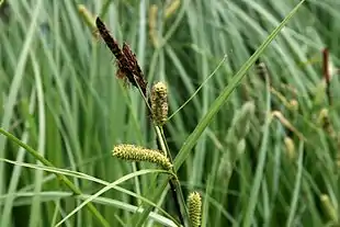 Kærstar (Carex acutiformis) Foto: Sten Porse