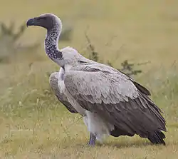 Etosha nationalpark, Namibia