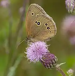 Engrandøje (Aphantopus hyperantus)