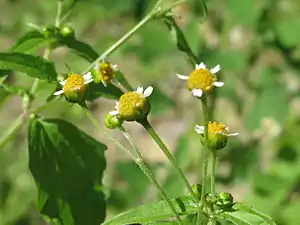 Håret kortstråle (Galinsoga parviflora)