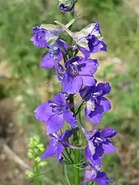 Have-ridderspore (Consolida ambigua)