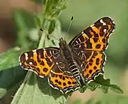 Nældesommerfugl  -   Araschnia levana