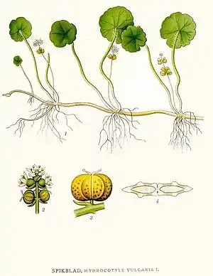 Vandnavle (Hydrocotyle vulgaris)