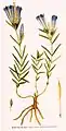 Klokkeensian (Gentiana_pneumonanthe), et medlem af Ensian-ordenen (Gentianales).
