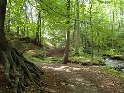 Årslev Skov, fra den gamle østlige del langs Voldbækken i Aarslev Møllepark.