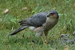 Spurvehøg (Accipiter nisus), han