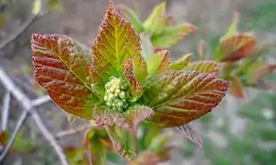 Russisk løn (Acer tataricum) Foto: Dimìtar Nàydenov