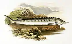 Illustration fra værketBritish fresh water fishesaf Alexander Francis Lydon, 1879