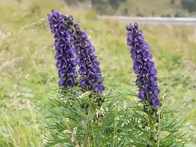 Ægte stormhat (Aconitum napellus) Foto: Rüdiger Kratz