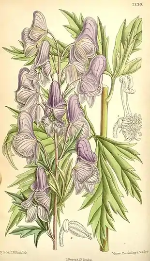 Stormhat (Aconitum fischeri)