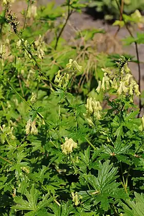 Ulve-Stormhat (Aconitum lycotomum) Foto: Karel Jakubec