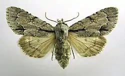 Acronicta tridens