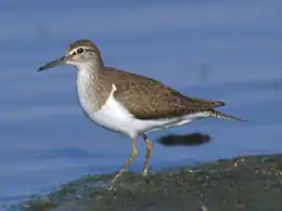 Mudderklire Actitis hypoleucos