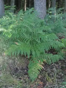Ørnebregne (Pteridium aquilinum)