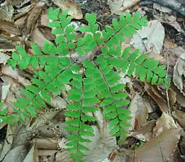 Canadisk venushår (Adiantum pedatum)