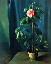 Camellia, 1924