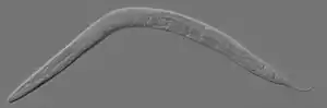 En voksen hermafrodit C. elegans-orm