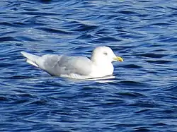 Hvidvinget måge, Northumberland, England