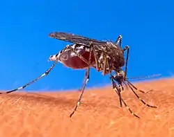 Myggen Aedes aegypti kan bl.a. sprede gul feber.