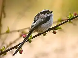 Underarten sydlig halemejse (Aegithalos caudatus europaeus)