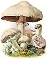Markchampignon (Agaricus campestris)