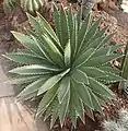 Agave funkiana