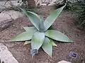 Agave guiengola