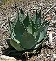 Agave wocomahi