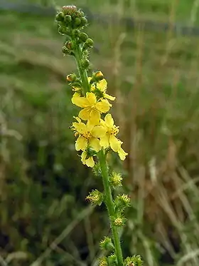 Almindelig agermåne (Agrimonia eupatoria)Foto: Pethan