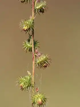 Vellugtende Agermåne (Agrimonia procera)
