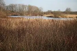 Vestermose vest for Arnfjoldemark